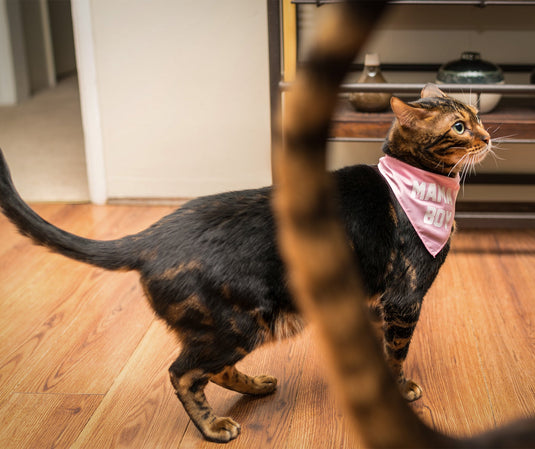 Pet | Will Sit For Snacks | Bandana - Arm The Animals Clothing Co.